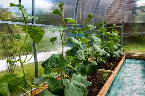 Greenhouse for Flowers in Winter